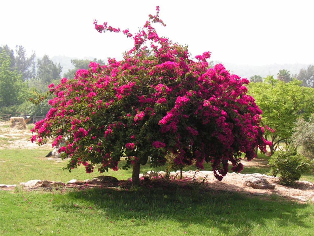 Amikam Meshek 81 משק 81 עמיקם Villa Eksteriør bilde